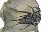 Insane Dicranurus Trilobite - Large Specimen! #334859-2